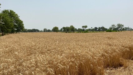 Golden Wheat Fields at Sunset &ndash; Rural Landscape in Pakistan