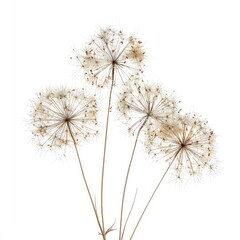Dried flower cluster against white background.  Delicate, light brown seed heads on slender stems, arranged in a loose cluster.  