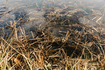 Toad eggs in pond water – amphibian life cycle, spring wildlife, and hidden nature observation
