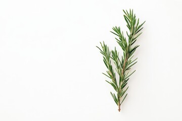 Fototapeta premium Sprig of Fresh Rosemary on White Background