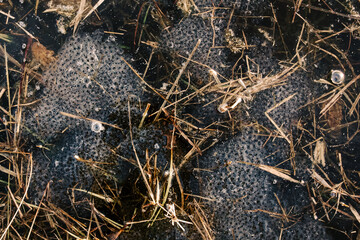 Toad eggs in pond water – amphibian life cycle, spring wildlife, and hidden nature observation