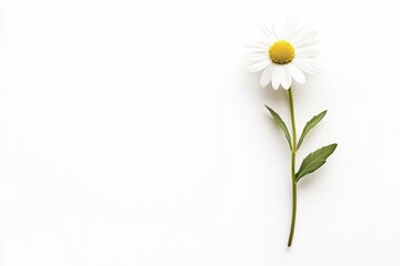 Single White Daisy on White Background