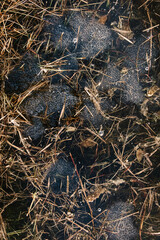 Toad eggs in pond water – amphibian life cycle, spring wildlife, and hidden nature observation