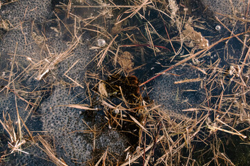 Toad eggs in pond water – amphibian life cycle, spring wildlife, and hidden nature observation