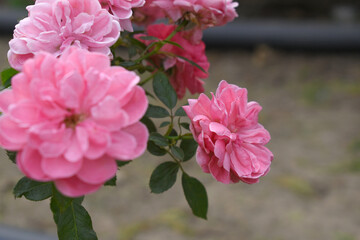 Obraz premium Beautiful pink rose flower closeup in garden, A very beautiful pink yellow rose flower bloomed on the rose tree, Rose flower closeup, bloom flowers, Natural spring flower floral background