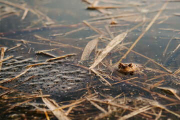 Toad eggs in pond water – amphibian life cycle, spring wildlife, and hidden nature observation