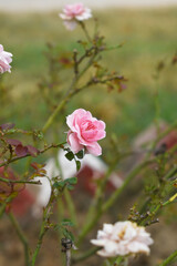 Fototapeta premium Beautiful pink rose flower closeup in garden, A very beautiful pink yellow rose flower bloomed on the rose tree, Rose flower closeup, bloom flowers, Natural spring flower floral background