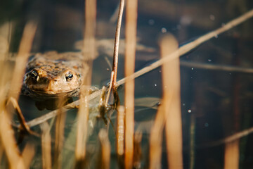 Frog peeking above pond surface – amphibian awareness, wetland wildlife, and quiet nature observation