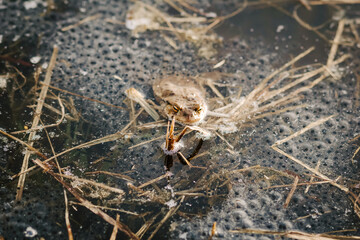 Toad eggs in pond water – amphibian life cycle, spring wildlife, and hidden nature observation