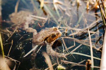 Mating toads in wild Polish pond – amphibian reproduction, spring rituals, and native European wildlife