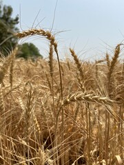 Golden Wheat Fields at Sunset &ndash; Rural Landscape in Pakistan