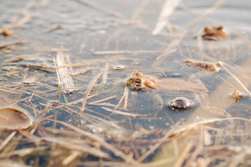 Frog peeking above pond surface – amphibian awareness, wetland wildlife, and quiet nature observation