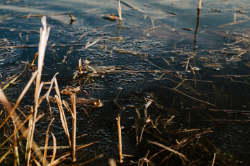 European frog mating in natural pond – amphibian reproduction, spring behavior, and wetland...