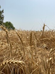 Golden Wheat Fields at Sunset &ndash; Rural Landscape in Pakistan