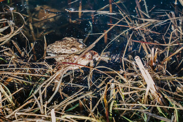 Mating toads in wild Polish pond – amphibian reproduction, spring rituals, and native European wildlife