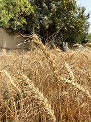 Obraz premium Golden Wheat Fields at Sunset – Rural Landscape in Pakistan