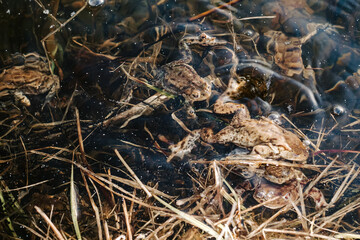 European frog mating in natural pond – amphibian reproduction, spring behavior, and wetland wildlife