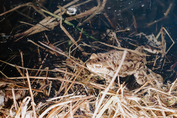 Frog peeking above pond surface – amphibian awareness, wetland wildlife, and quiet nature observation