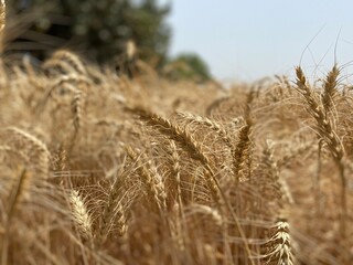 Golden Wheat Fields at Sunset &ndash; Rural Landscape in Pakistan