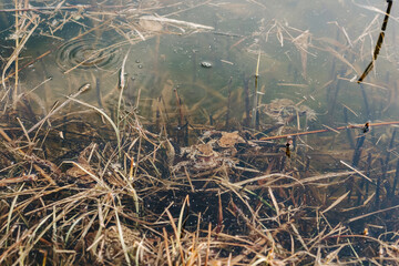 Mating toads in wild Polish pond – amphibian reproduction, spring rituals, and native European wildlife