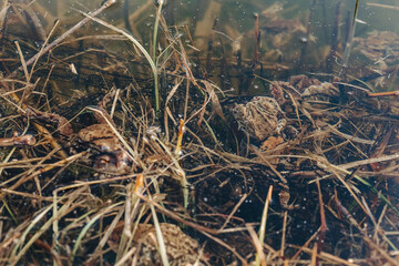 Underwater frogs mating in pond – amphibian reproduction, wildlife biology, and aquatic nature