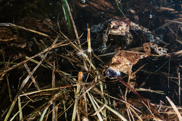 Underwater frogs mating in pond – amphibian reproduction, wildlife biology, and aquatic nature