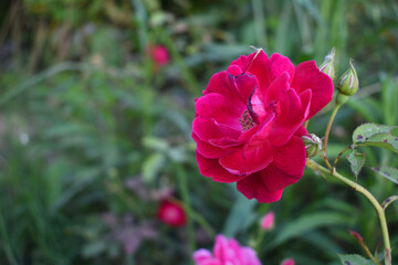 Beautiful red rose flower closeup in garden, A very beautiful red rose flower bloomed on the rose tree, Rose flower closeup, bloom flowers, Natural spring flower, Natural floral background,