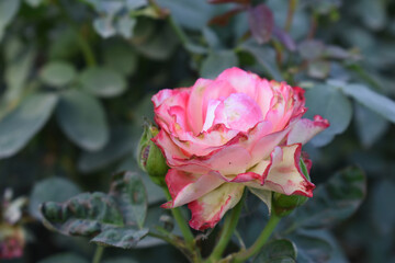 Beautiful pink white rose flower closeup in garden, A very beautiful pink white yellow rose flower bloomed on the rose tree, Rose flower closeup, bloom flowers, Natural spring flower floral background