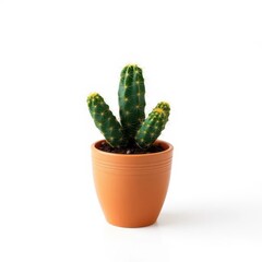 A small cactus potted in a simple vase, isolated on a white background, minimalist, clipart