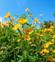 Fototapeta premium Bright yellow and orange Bacopa monnieri blossoms against a vibrant blue sky in a lush herbal garden, bloom, flowers, blossom