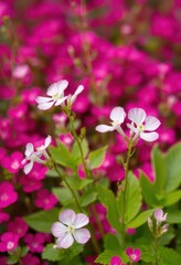 Obraz premium Delicate white and pink Bacopa monnieri blossoms in a vibrant pink garden, landscape, garden