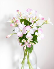 Delicate white and pink Bacopa monnieri blossoms in a simple vase, botanical illustration, medicine, nature
