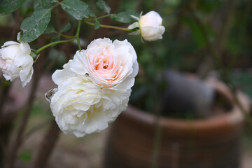 Beautiful white rose flower closeup in garden, A very beautiful white rose flower bloomed on the rose tree, Rose flower closeup, bloom flowers, Natural spring flower, Natural floral background,