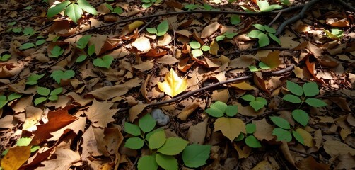 Rustic woodland floor, leaves & twigs, dappled light, natural texture, fall foliage, ground cover