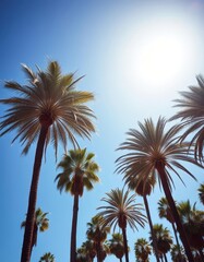 Fototapeta premium Serene California palms gently swaying under a vibrant blue sky, natural, leaves, clear