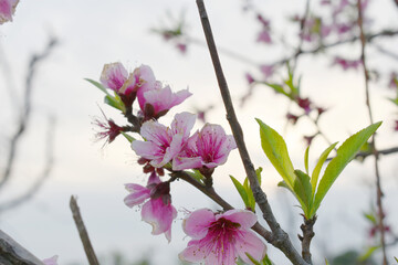 Beautiful Pink Peach Blossoms in a Garden, Pink Peach Flowers Blooming on Peach Tree, Beautiful...