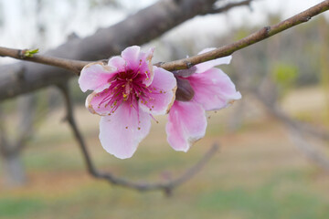 Obraz premium Beautiful Pink Peach Blossoms in a Garden, Pink Peach Flowers Blooming on Peach Tree, Beautiful peach flowers close up - as background, Flowering branch of fruit flower closeup