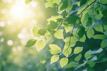 Scenic Backwoods View: Lush Trees Illuminated by Sunlight Filtering Through Green Foliage