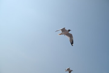 Seagull flying with clear sky blue
