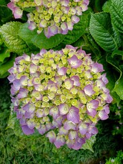 pink hydrangea flowers
