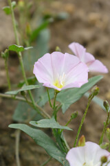 Field bindweed or Convolvulus arvensis or European bindweed or Creeping Jenny with open flowers surrounded with dense green leaves, closeup of Field bindweed flower