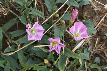 Field bindweed or Convolvulus arvensis or European bindweed or Creeping Jenny with open flowers...
