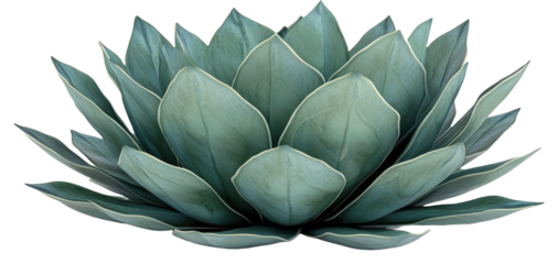 Agave bush 