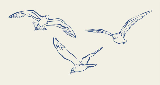Flying seagulls hand drawn ink sketch. Set of three flying seagulls in vintage sketch style. Blue line art seagull birds vector illustration for marine themed designs, cards, and banners.