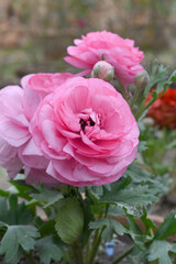 Obraz premium Beautiful Pink ranunculus flower growing in an outdoor flower garden. ranunculus flower closeup, Pink blooming flower, Closeup shot of a beautiful blossoming ranunculus in field