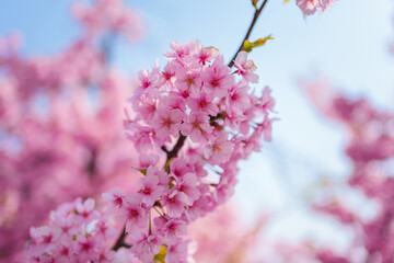 Cherry blossom sakura during spring in Japan