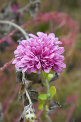 Beautiful Pink chrysanthemum flowers closeup in the winter garden, Closeup of Chrysanthemum flower, Field of the Pink Chrysanthemum, Beautiful Pink flower blooming in nature.