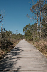 Rural road or trail between trees