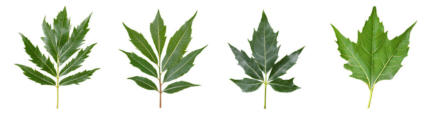 4 different images of neem leaves on a transparent background, PNG