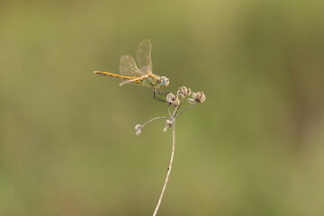 una libellula in estate